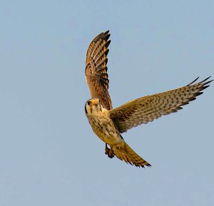 American Kestrel (female)