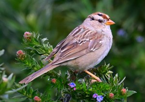 Pretty Sparrow