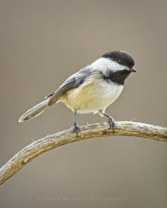 Black-capped chickadee  0829.jpg