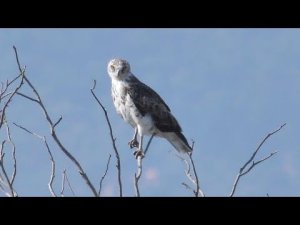 Short-toed eagle (Circaetus gallicus)