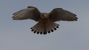 female kestrel