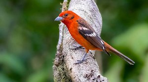 Flame-colored Tanager (male)