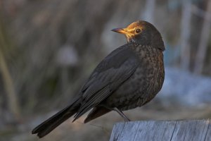 Female Blackbird in nice light