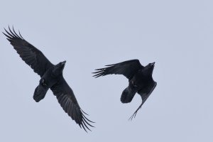 A Pair of Ravens
