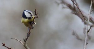 blue tit