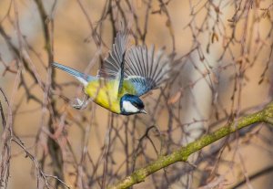 Great Tit