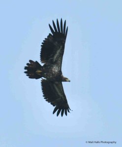 Bald Eagle 1635.jpg