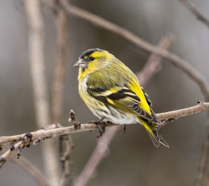 Eurasian siskin