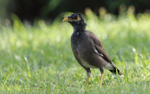 Common myna