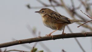 zitting cisticola