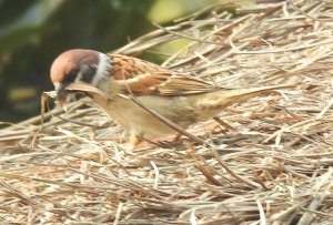 Eurasian Tree Sparrow Preparing nest