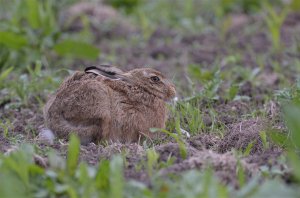 Brown Hare.