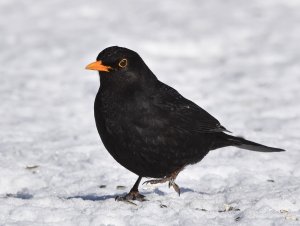 Blackbird in snow.jpg