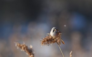 Food flight  Bearded reedling