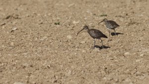 curlews