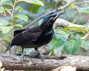 Victoria's Riflebird (m)