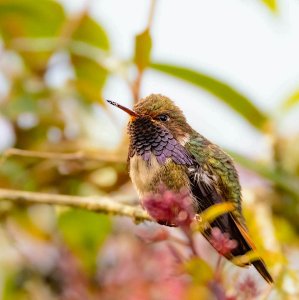 Volcano Hummingbird (male)