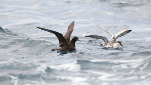 White-chinned Petrel