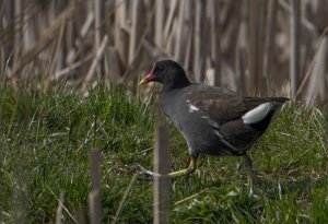 The common moorhen (Gallinula chloropus)