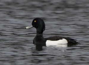 The tufted duck or tufted pochard
