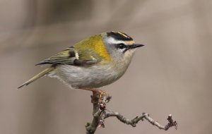 Common firecrest