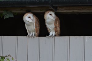 Barn Owls