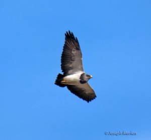 Black-chested Buzzard-Eagle