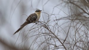 great spotted cuckoo