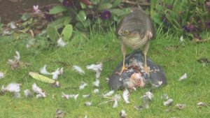 Sparrowhawk feeding
