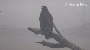 Raptor-170 : Greater Spotted Eagle : in heavy fog : Amazing Wildlife of India by Renu Tewari and Alok Tewari