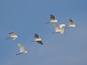 little egrets