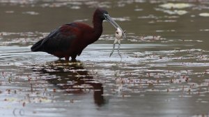 glossy ibis