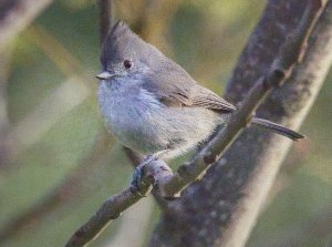 Welcome Back Little Titmouse