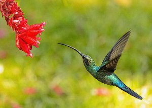 Green Hermit (male)