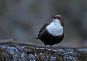 Male White-throated Dipper singing