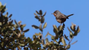 western subalpine warbler