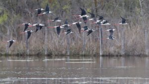 black-winged stilts