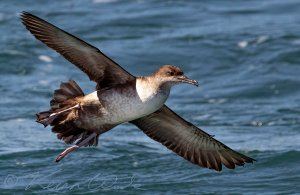 Balearic Shearwater