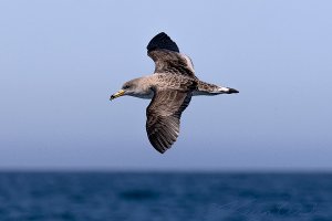 Cory's Shearwater