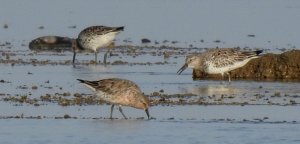 Rare Red Knot with Great Knots