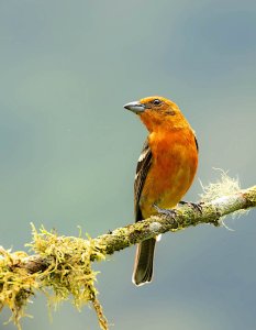 Flame-colored Tanager (1st yr male)