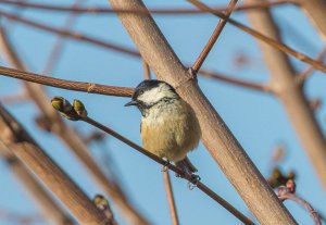 Coal Tit