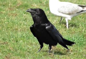 Common Raven 'corax'