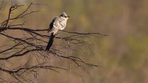 great spotted cuckoo