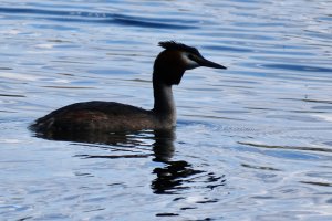 A different grebe!