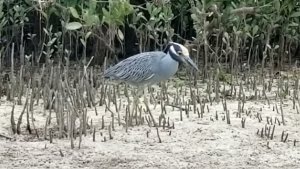 Mr Wiggles - yellow crowned night heron in Hudson, FL