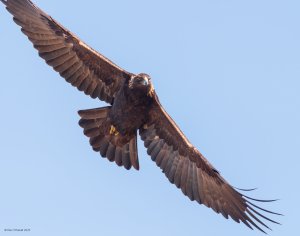 Neighborhood Golden Eagle