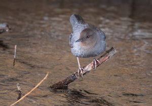 American Dipper under the overpass