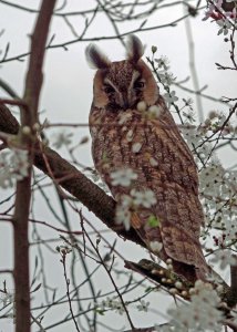 Long-eared owl