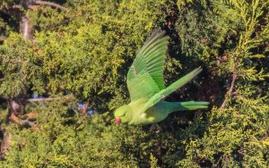 Rose-ringed Parakeet (female)